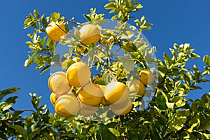 Grapefruit Tree with Clusters of Grapefruits photo