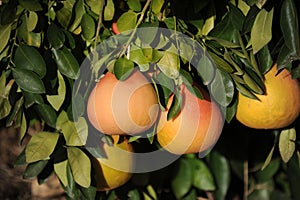 Grapefruit tree with fresh grown pink Grapefruits.