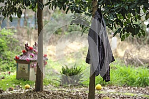 On the grapefruit tree are hanging the clothes of the farmer who is working.