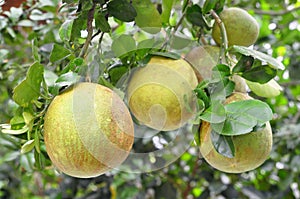 Grapefruit on the tree in the spring time