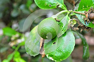 Grapefruit on the tree in the spring time