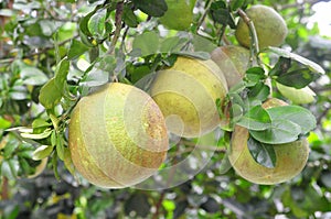 Grapefruit on the tree in the spring time