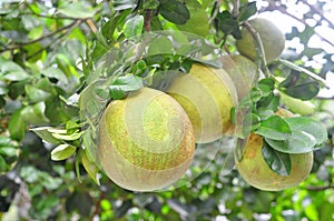 Grapefruit on the tree in the spring time