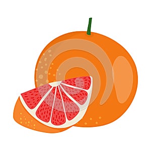 Grapefruit vector.Fresh grapefruit illustration.