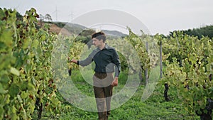 Grapegrower inspecting grape vine walking near bushes rows. Winemaking concept.