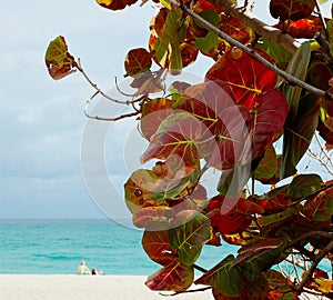 Grapeleaf Beach