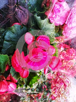 grapeleaf begonia This plant has bright pink flowers