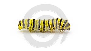 grapeleaf skeletonizer moth caterpillar - Harrisina americana - common in eastern half of United States, defoliating grapes,