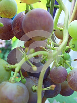 Grape