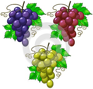 Grapes