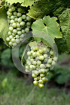 Grapes