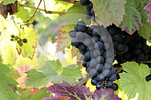 Grapes