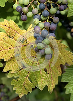 Grapes