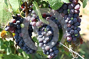 Grapes