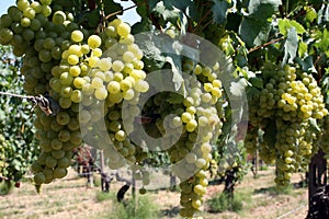 Grapes