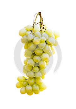 Grapes