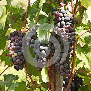 Grapes