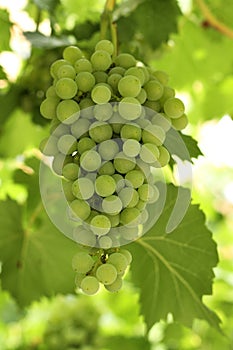 Grapes