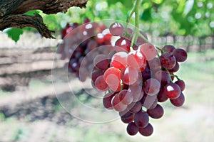 Grapes