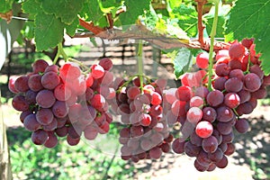 Grapes