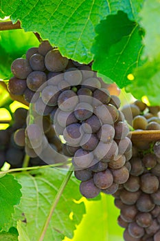 Grapes