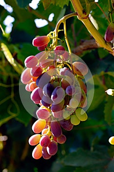 Grapes