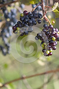Grapes