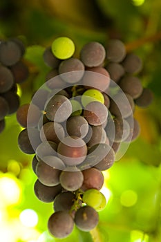 grapes