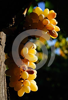 Grapes