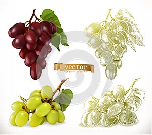 Grapes. 3d realism and engraving styles. Vector illustration