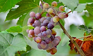 Grapes