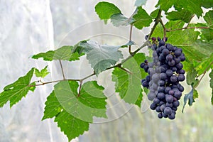 Grapes