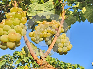 Grapes