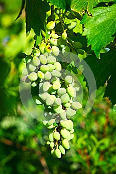 Grapes