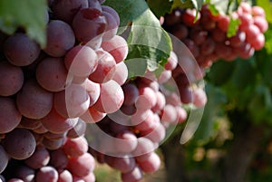 Grapes