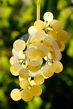 Grapes