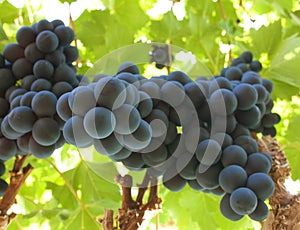 Grapes