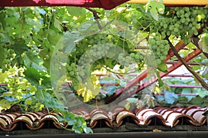 Grapes