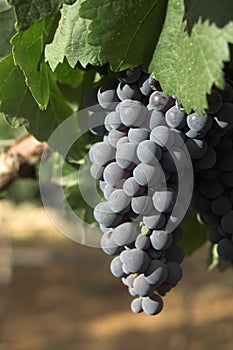 Grapes