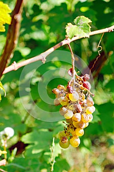 Grapes affected by the disease.