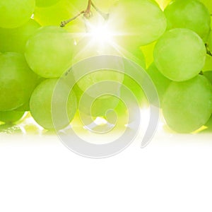 Grapes against the sun