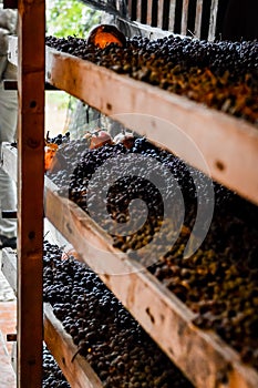 Grapes allowed to dry, traditionally on straw mats to make italian Amarone