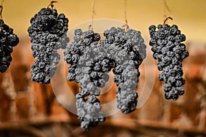 Grapes allowed to dry, traditionally on straw mats to make italian Amarone