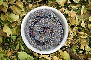 Grapes in an aluminum basin on a background of leaves
