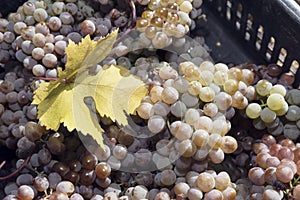 Grapes Amber Harvest Crate Leaf