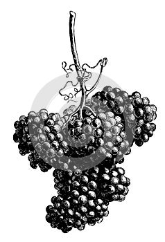Grapes | Antique Design Illustrations