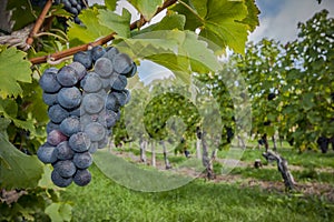 Grapes-autumn colors