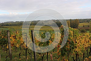 Grapes during Autumn in St Emilion