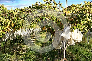 Grapes bagged in spanish vineyards under blue sky.