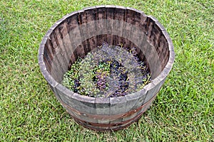 Grapes in a barrel.